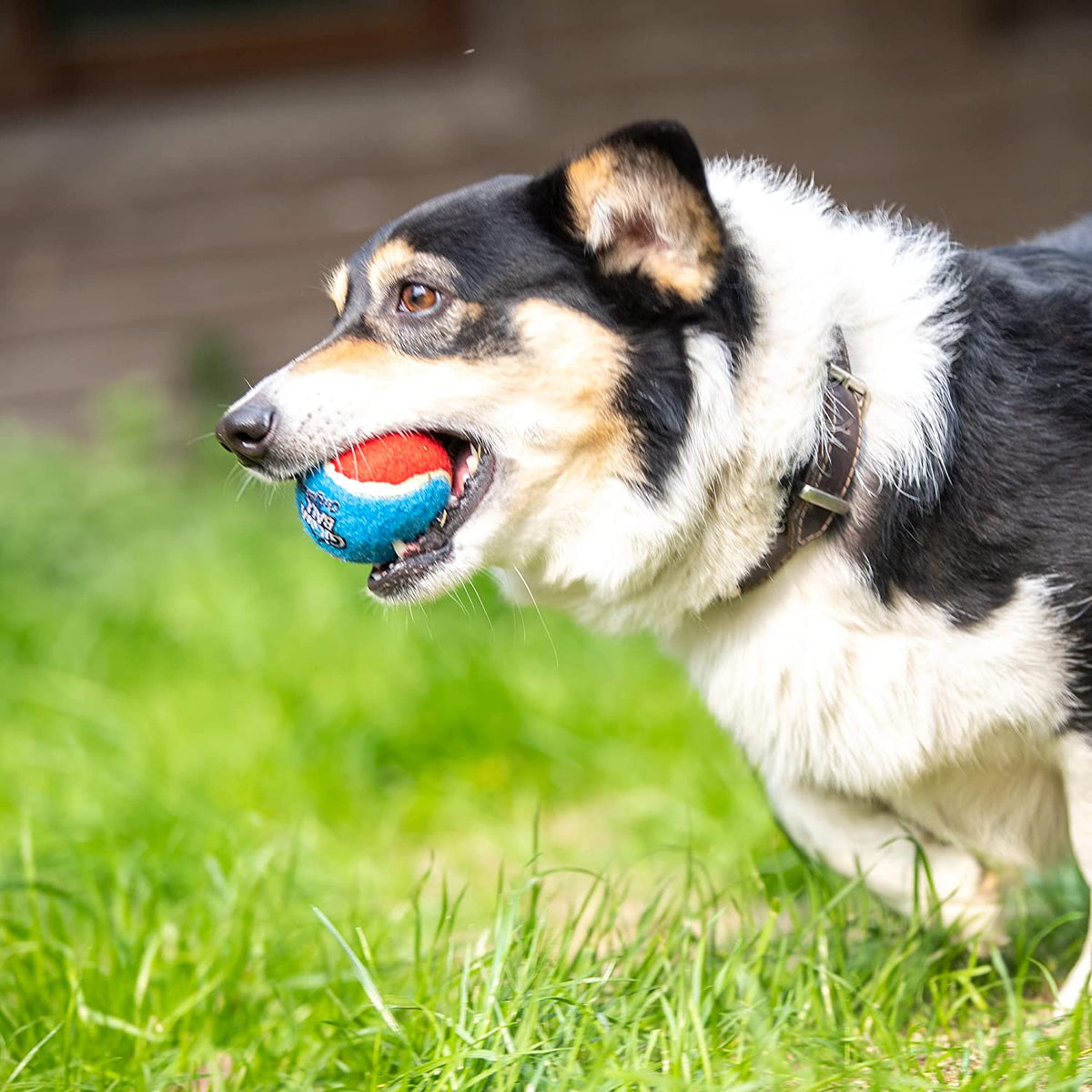 Squeaky Bouncy Tennis Balls (3-Pack)