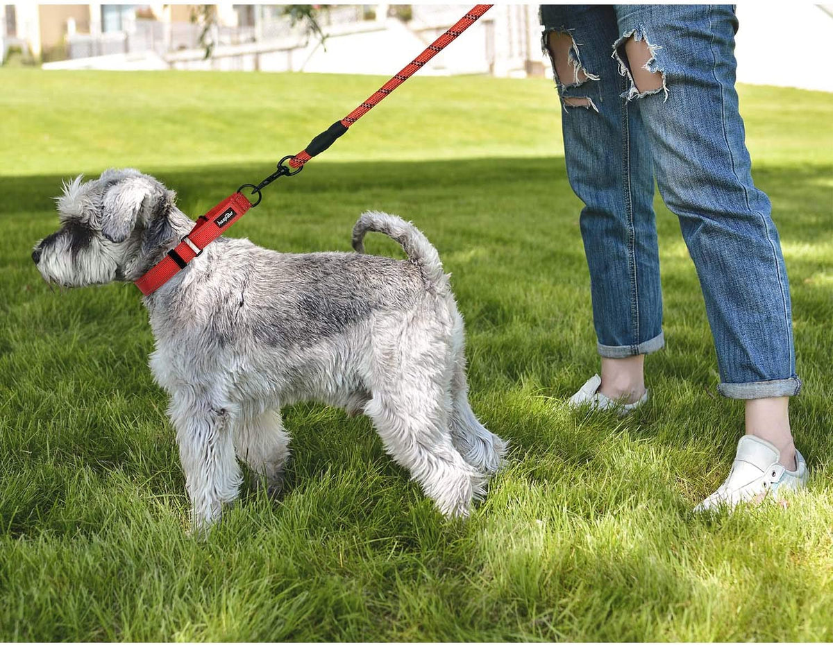 Reflective Martingale Training Collar