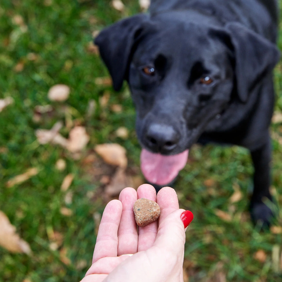 Senior Probiotic Soft Chews