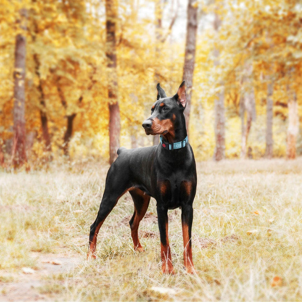 Reflective Martingale Training Collar