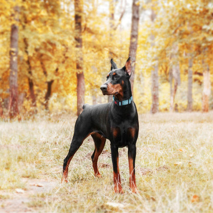 Reflective Martingale Training Collar