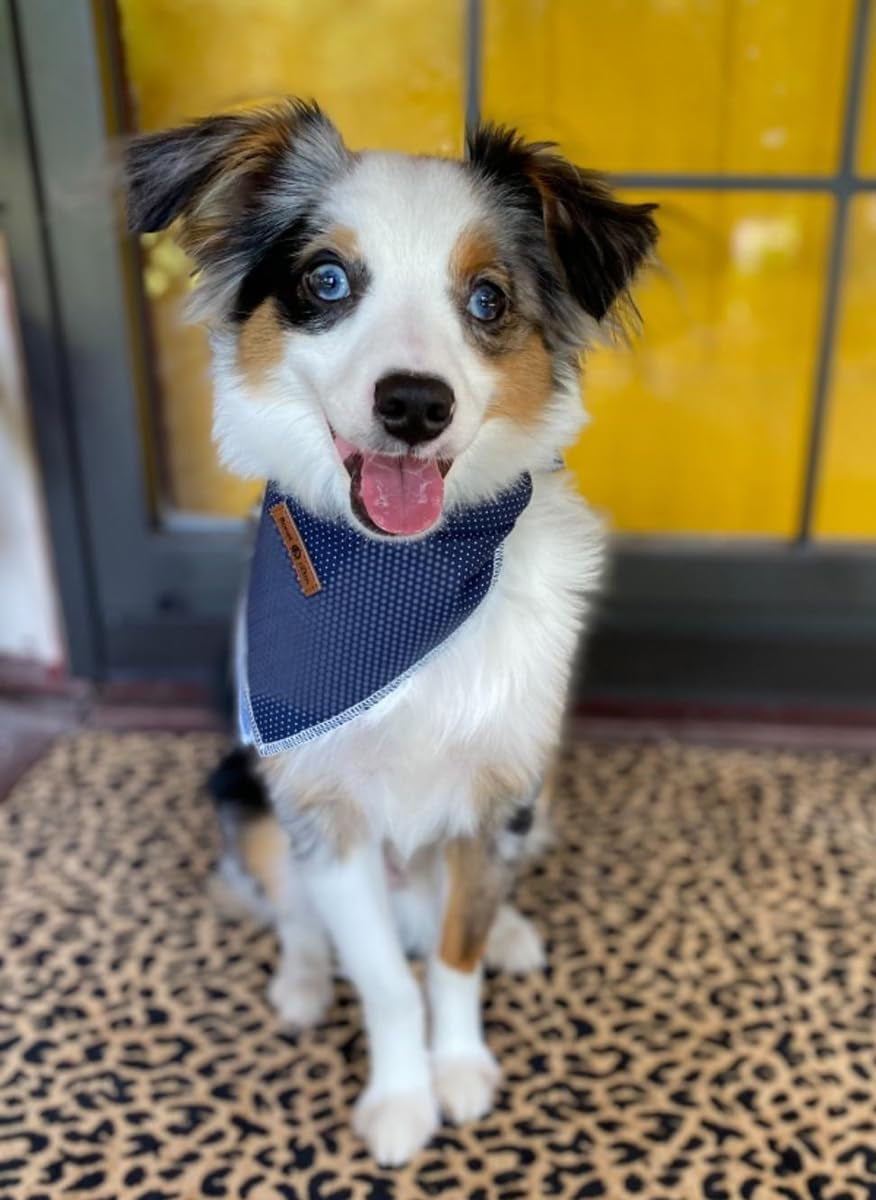 Dog/Cat Bandana
