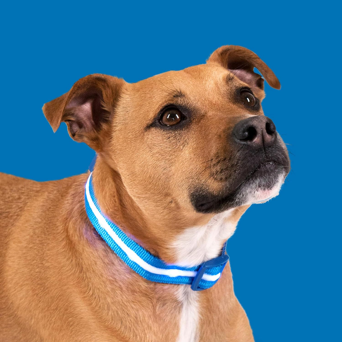 Light up LED Dog Collar, USB Rechargeable Waterproof