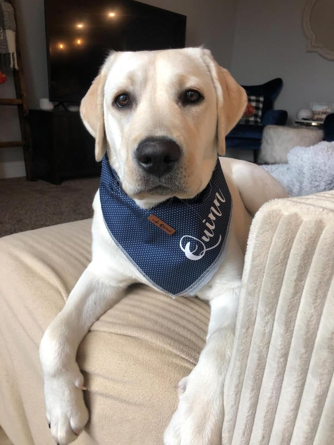 Dog/Cat Bandana