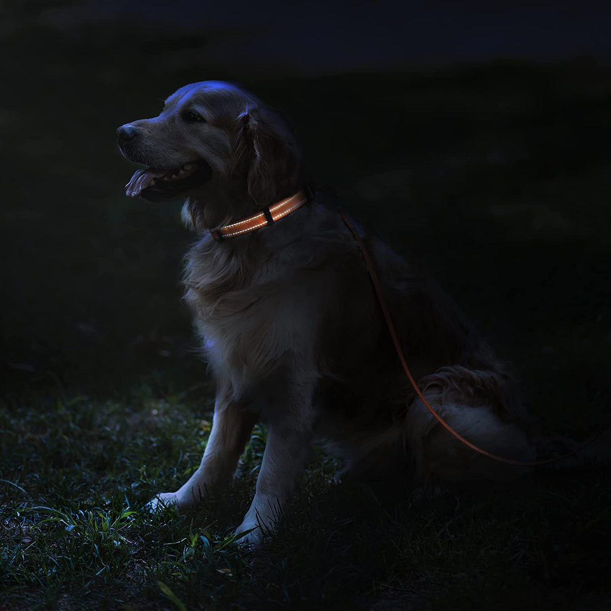 Reflective Nylon Collar