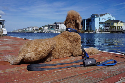 Neoprene-Padded Dog Collar
