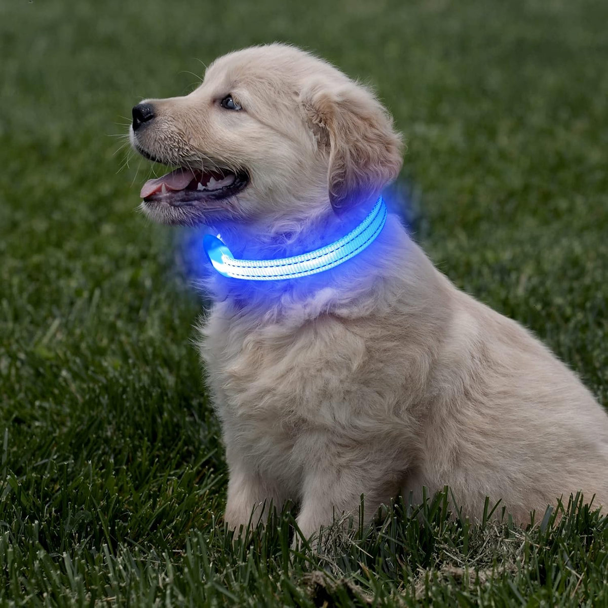 Light up Dog Collar, Reflective LED Rechargeable Puppy Collar