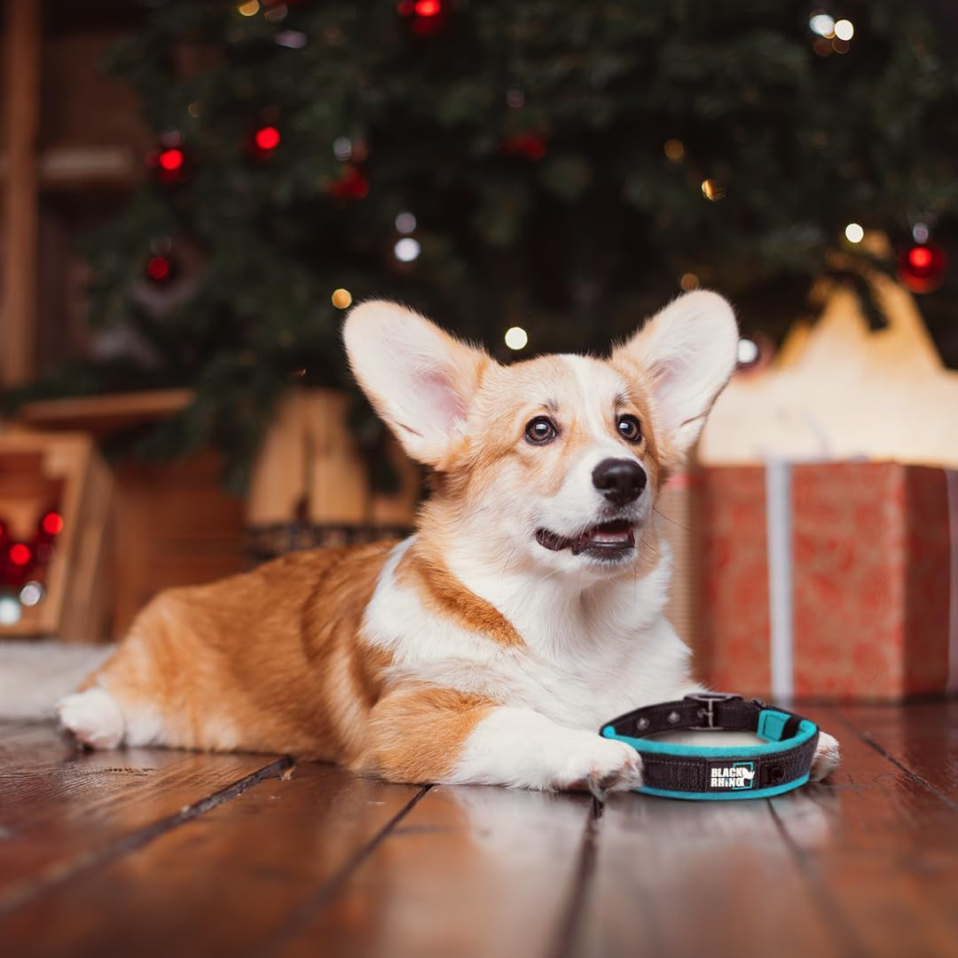 Neoprene-Padded Dog Collar