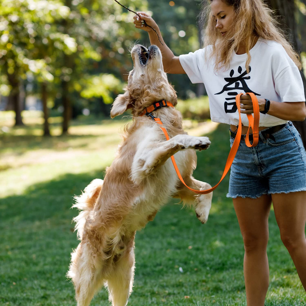 Reflective Nylon Collar