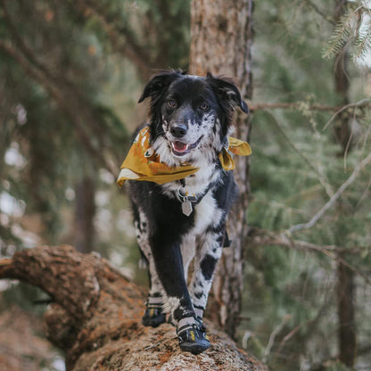 All-Weather Dog Boots (Set of 4)