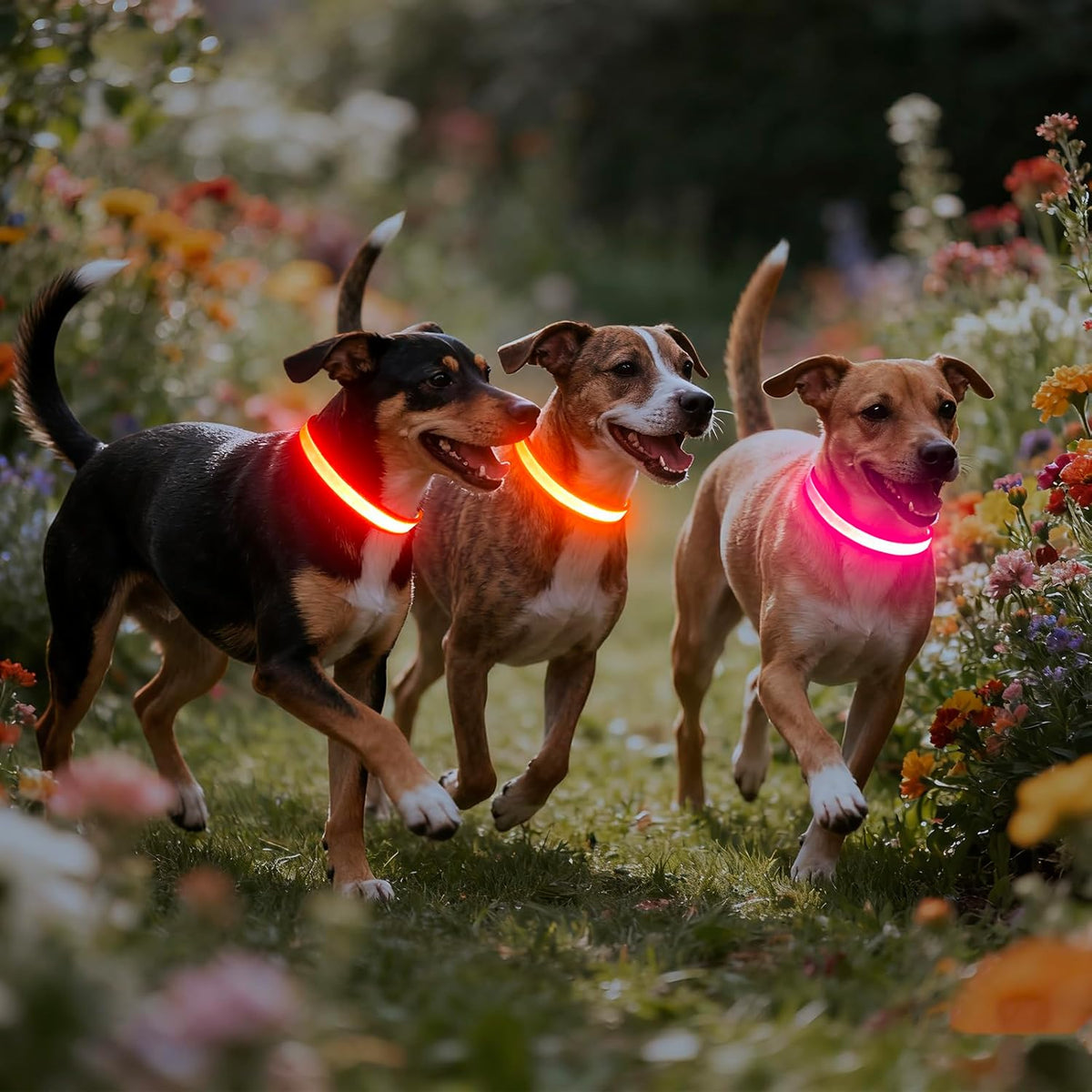LED Dog Collar, USB Rechargeable Safety Light