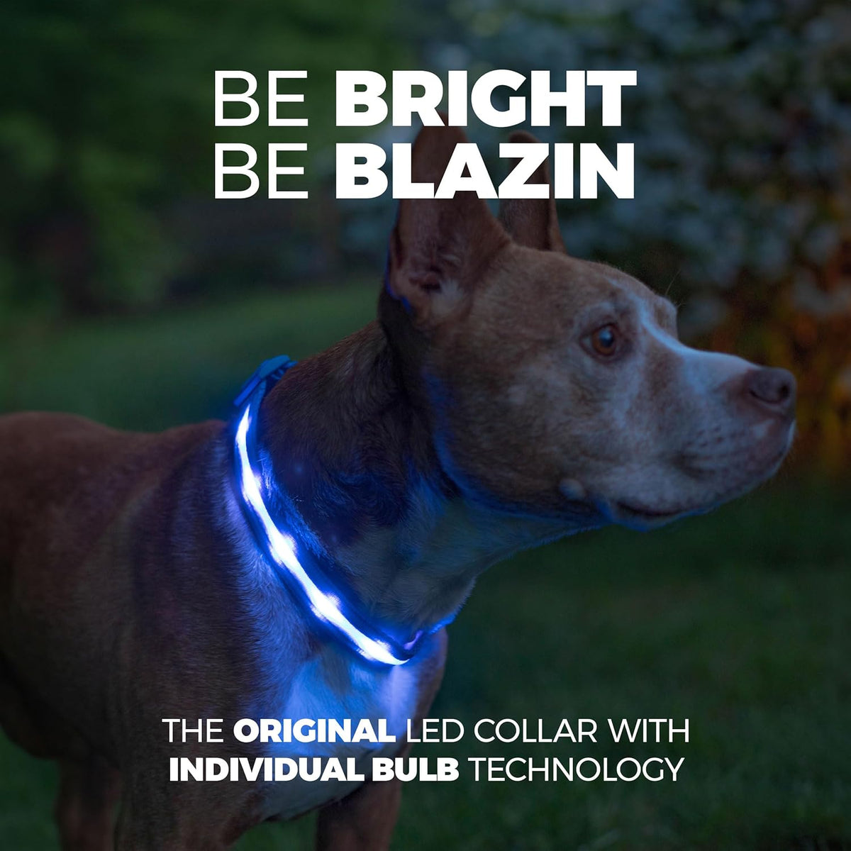 Light up LED Dog Collar, USB Rechargeable Waterproof