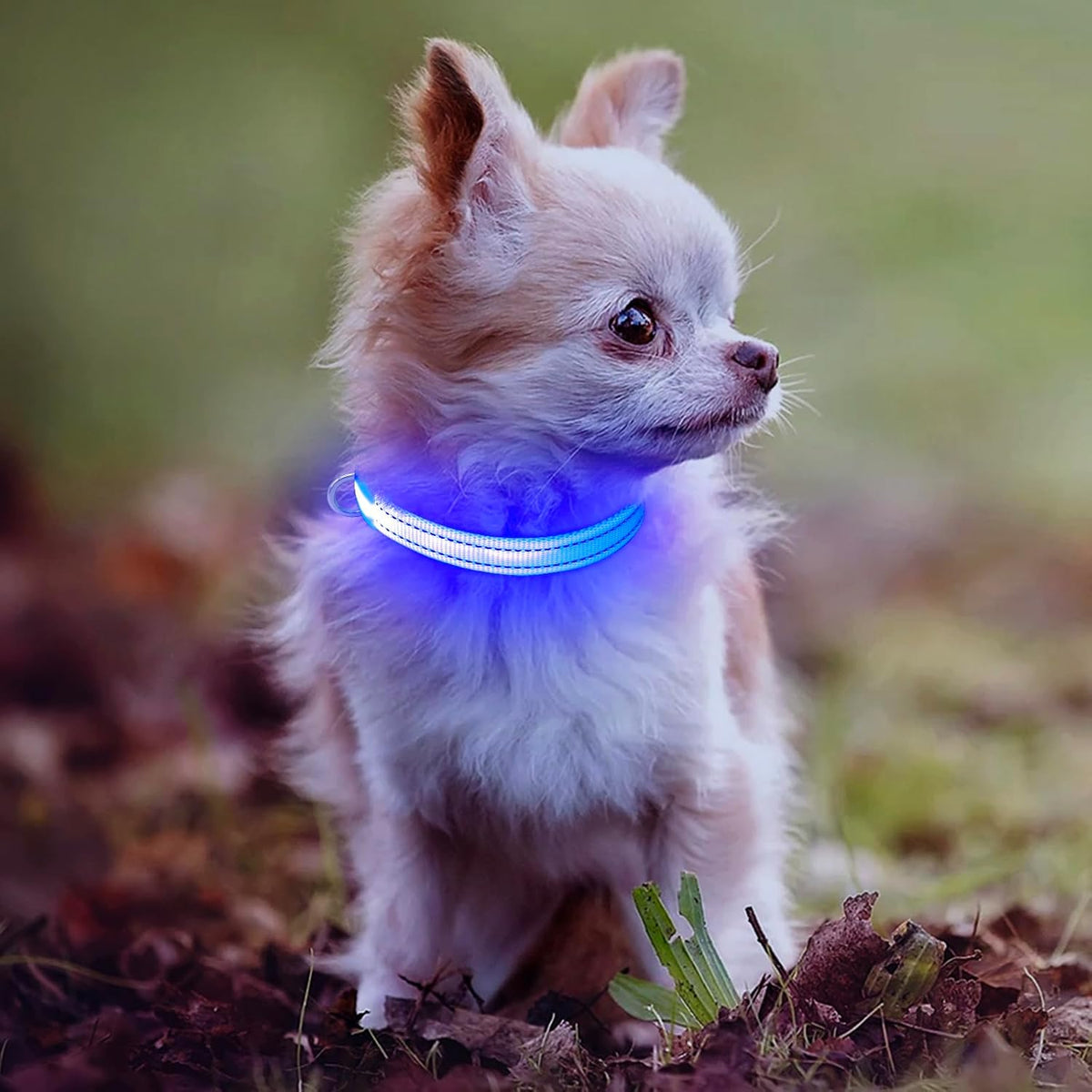 Light up Dog Collar, Reflective LED Rechargeable Puppy Collar