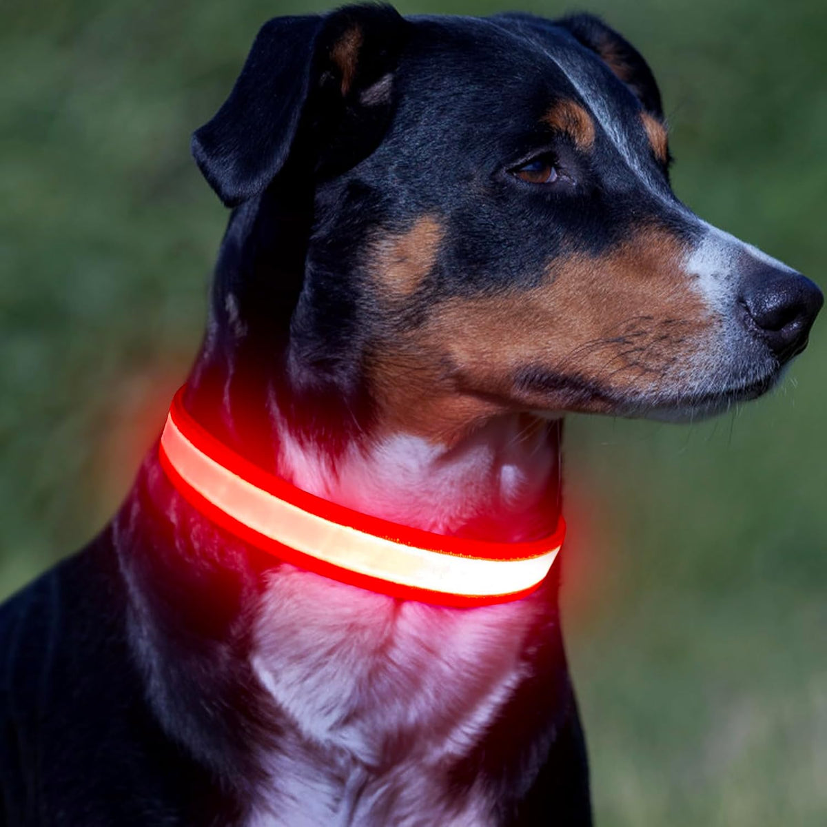 LED Dog Collar, USB Rechargeable Safety Light