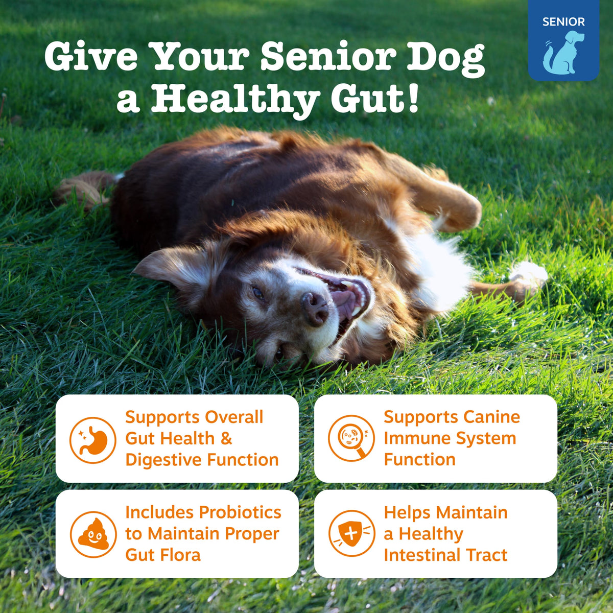 Senior Probiotic Soft Chews