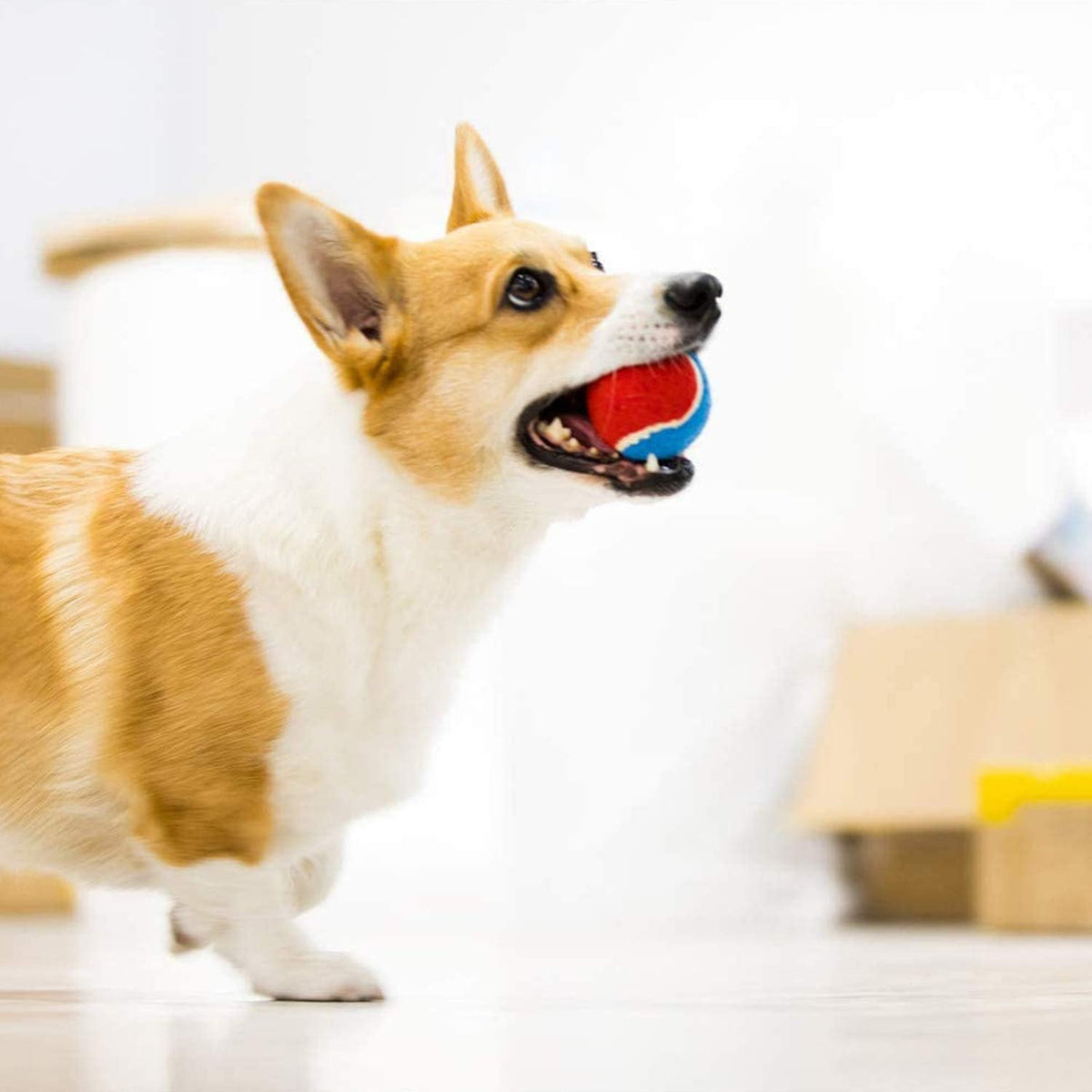 Squeaky Bouncy Tennis Balls (3-Pack)