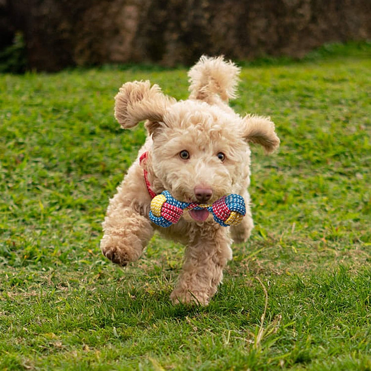 7-Pack Puppy Teething Toys